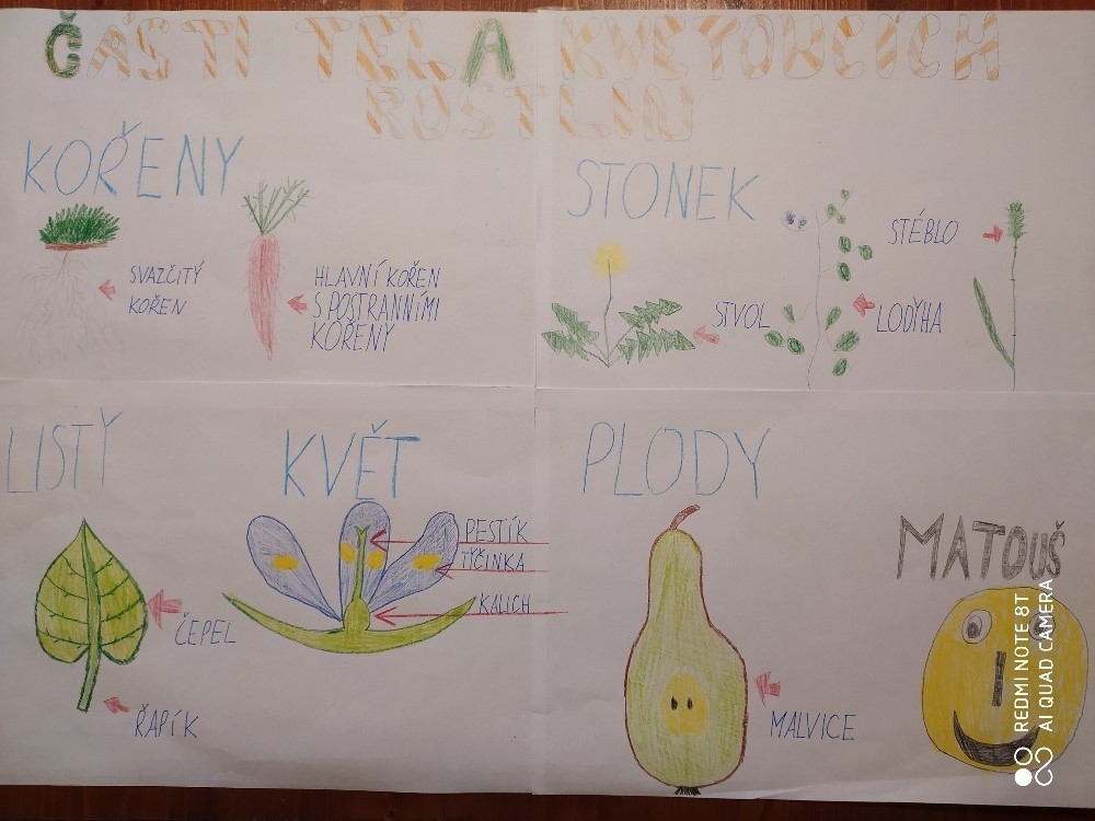 Růžička Matouš